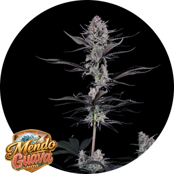 Mendo Guava Auto™