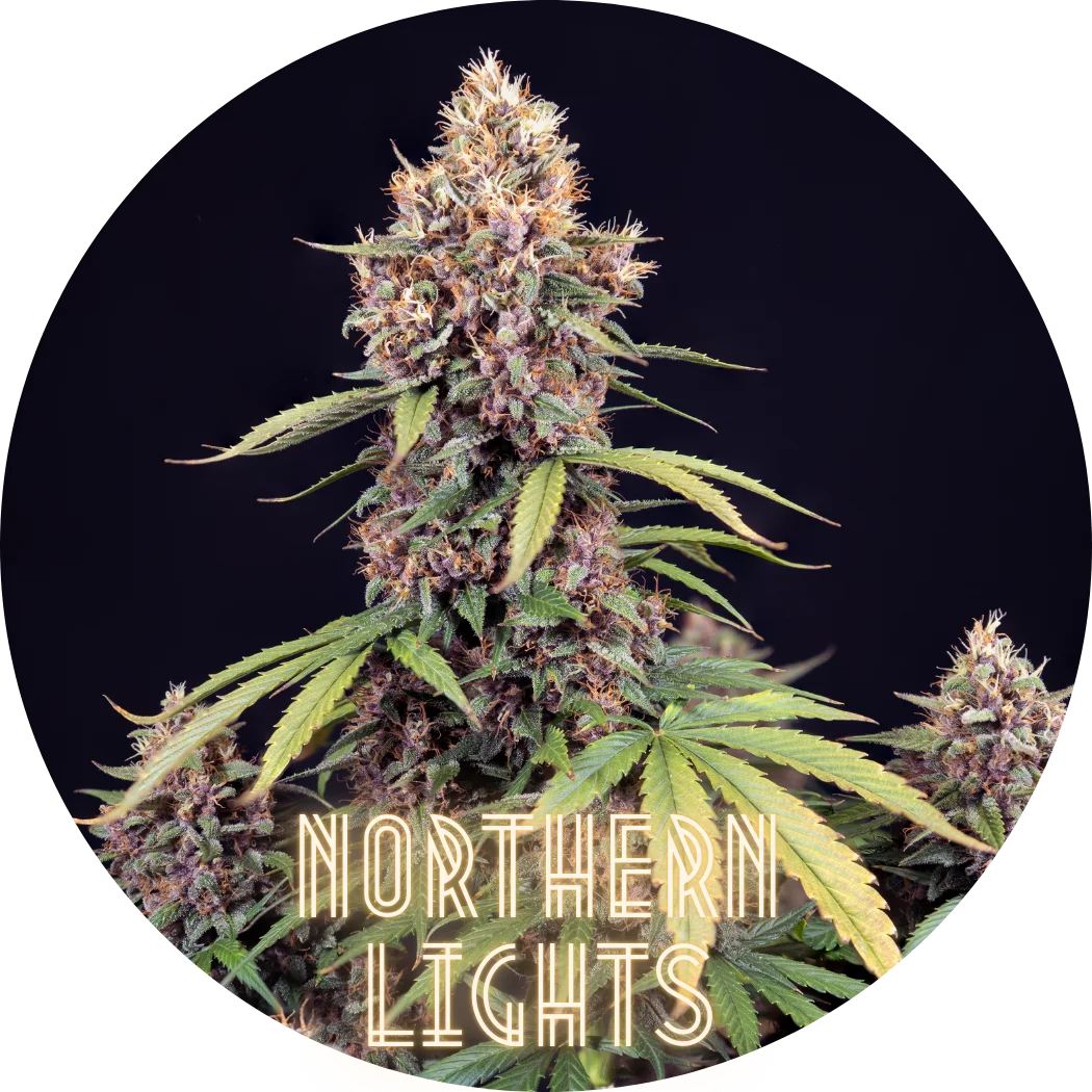 Hanfkultur Northern Lights Auto F1