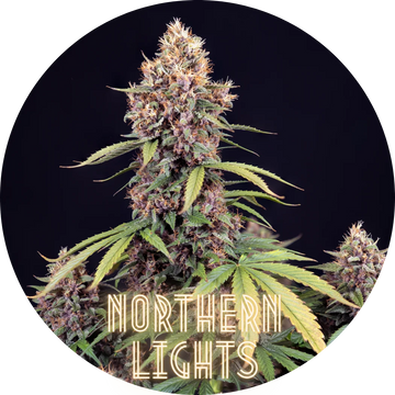 Hanfkultur Northern Lights Auto F1