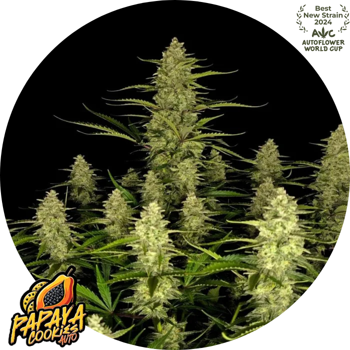 Papaya Cookies Auto™