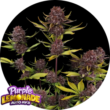 Purple Lemonade Auto RF3