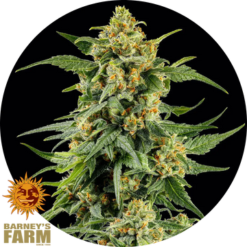Skunk #1