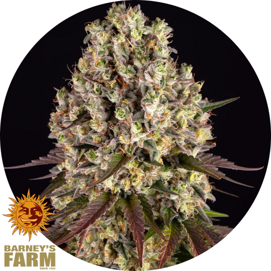 Sour Diesel Cannabisblüte mit dichten Harztrichomen, orangefarbenen Härchen und dunkelgrünen bis violetten Blättern