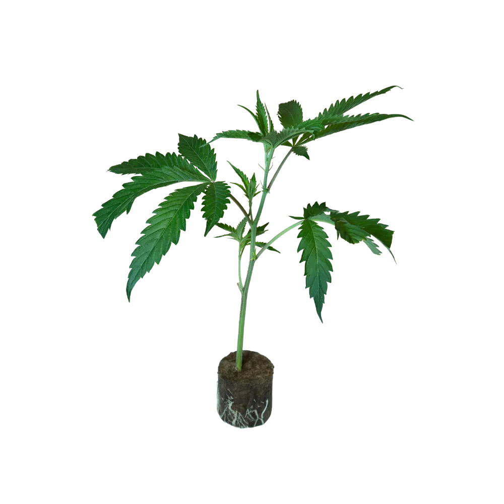 Grüne Cannabispflanze mit gezackten Blättern und Wurzelballen im Anzuchtbeutel, junge Pflanze für Garten oder Indoor-Anbau