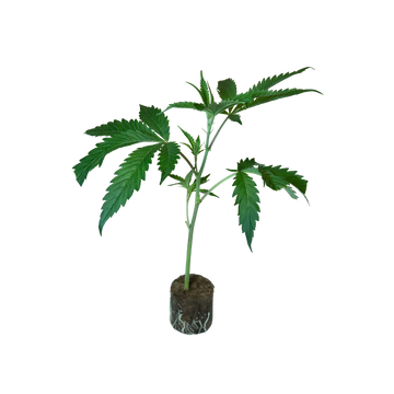 Grüne Cannabispflanze mit gezackten Blättern und Wurzelballen im Anzuchtbeutel, junge Pflanze für Garten oder Indoor-Anbau