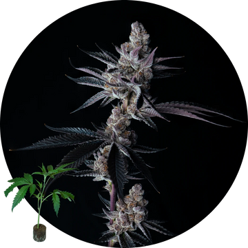 Super Buff Cherry #26