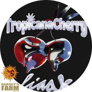 TropicanaCherry-Logo mit zwei glänzenden Kirschen und Blattmotiv auf schwarzem Rundlabel, Barneys Farm unten links sichtbar
