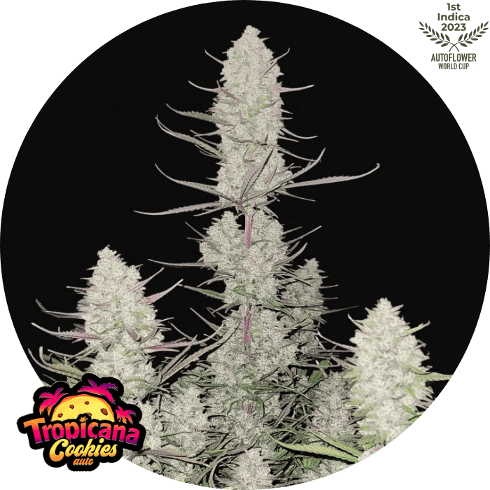 Tropicana Cookies Auto