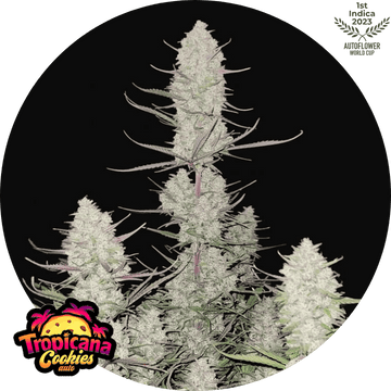 Tropicana Cookies Auto