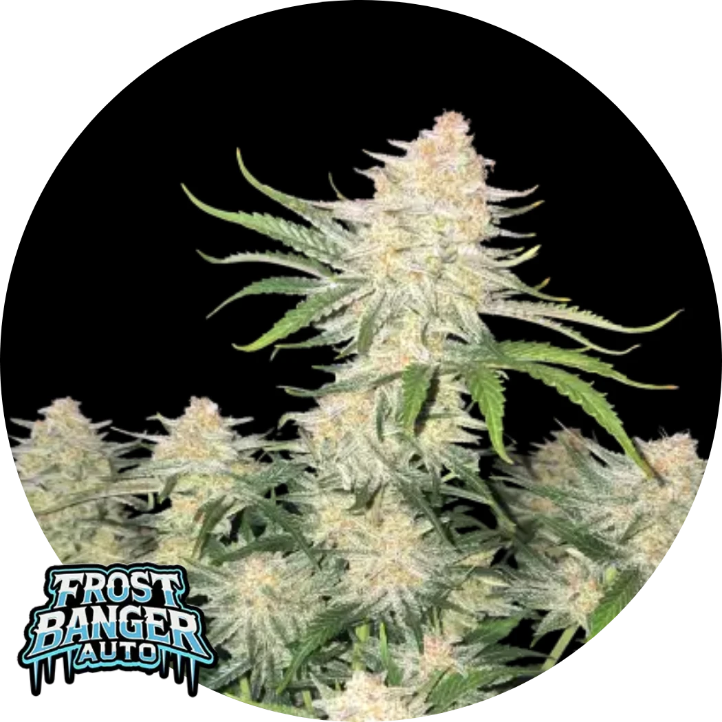 Frostbanger Auto